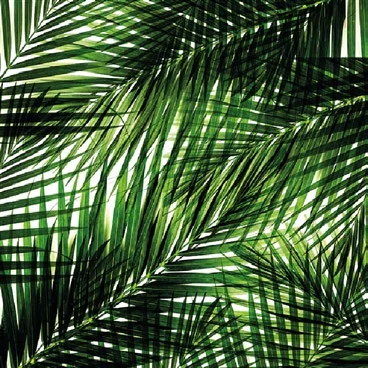 Palm leaves