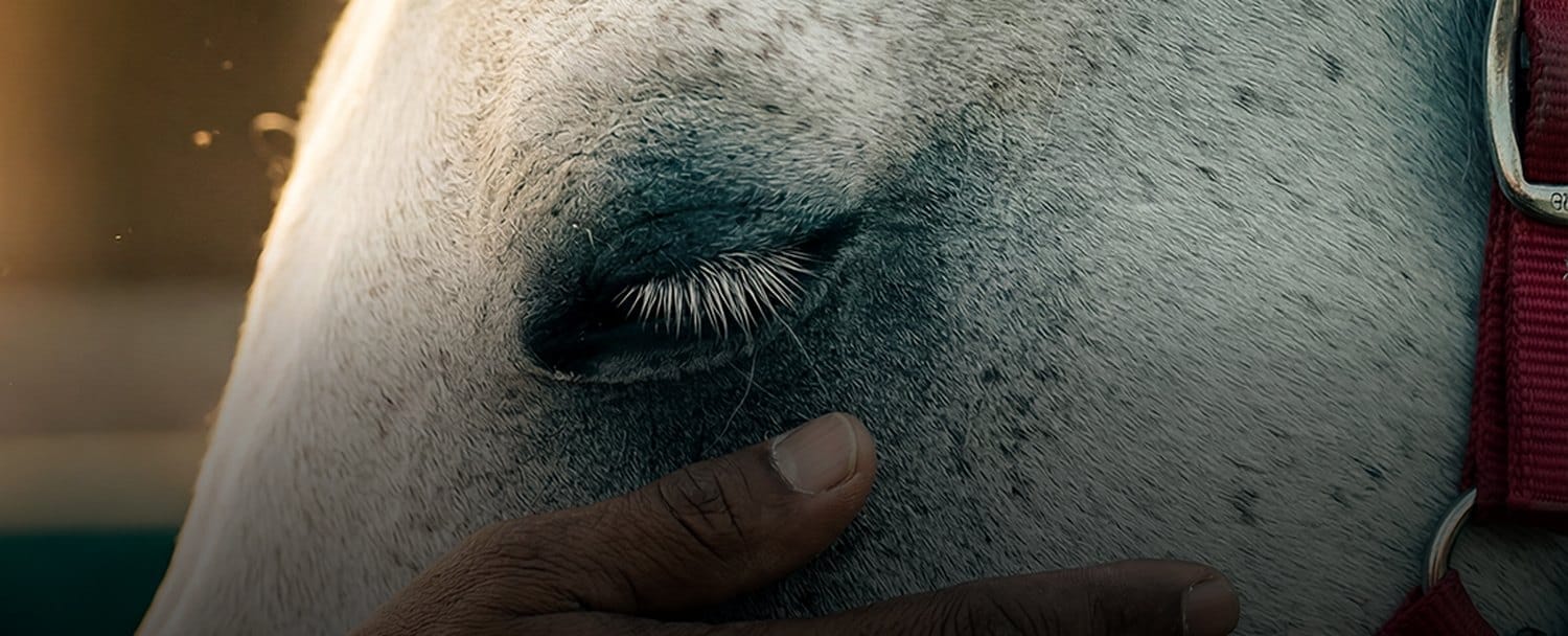 Horses in care